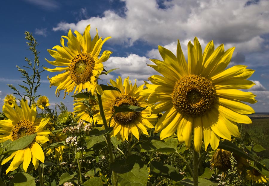 Оптимистическая