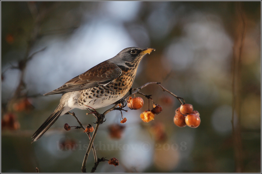 февральский дрозд