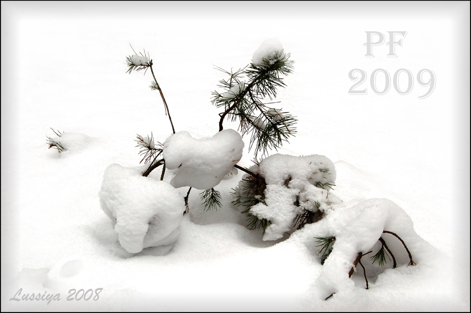 Белоснежная