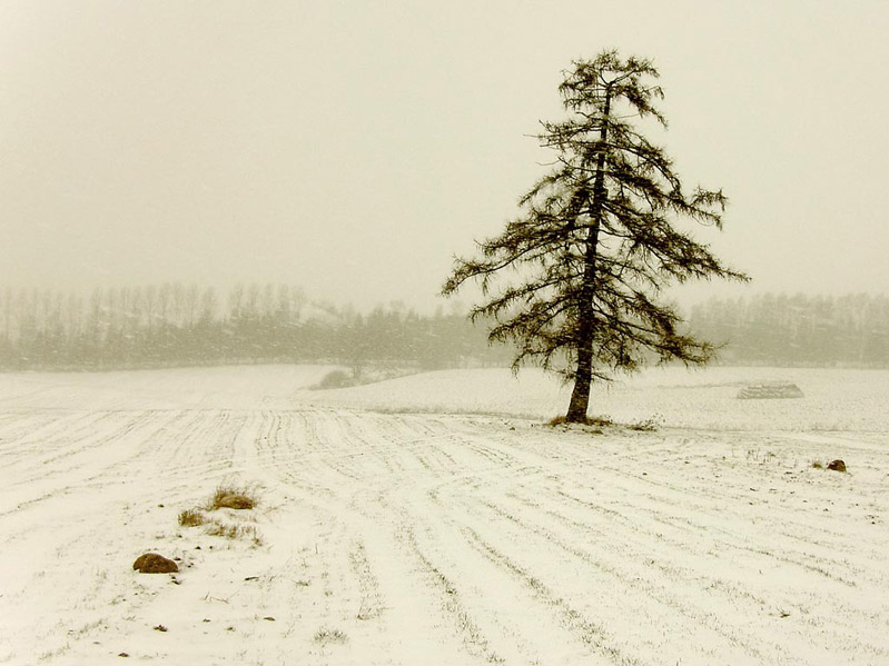 Первый снег