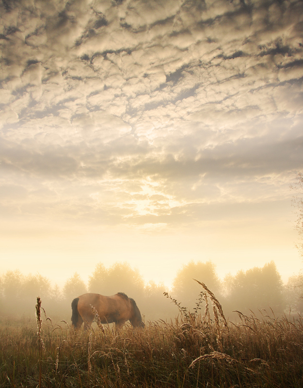 Молочное утро