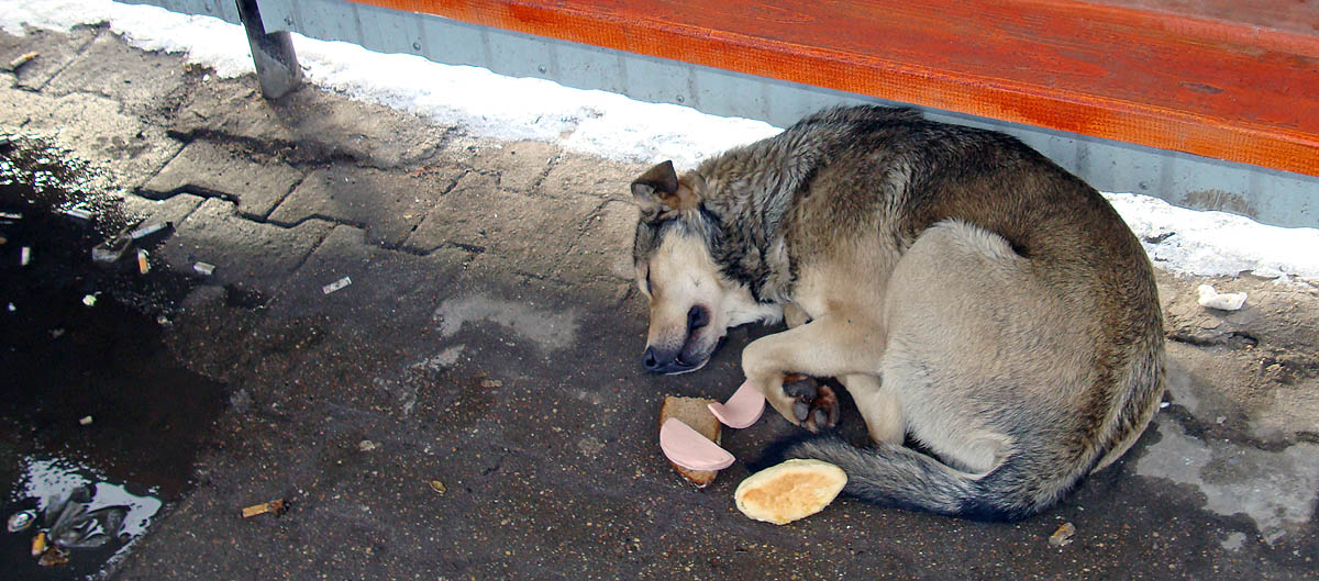 Собачья жизнь...