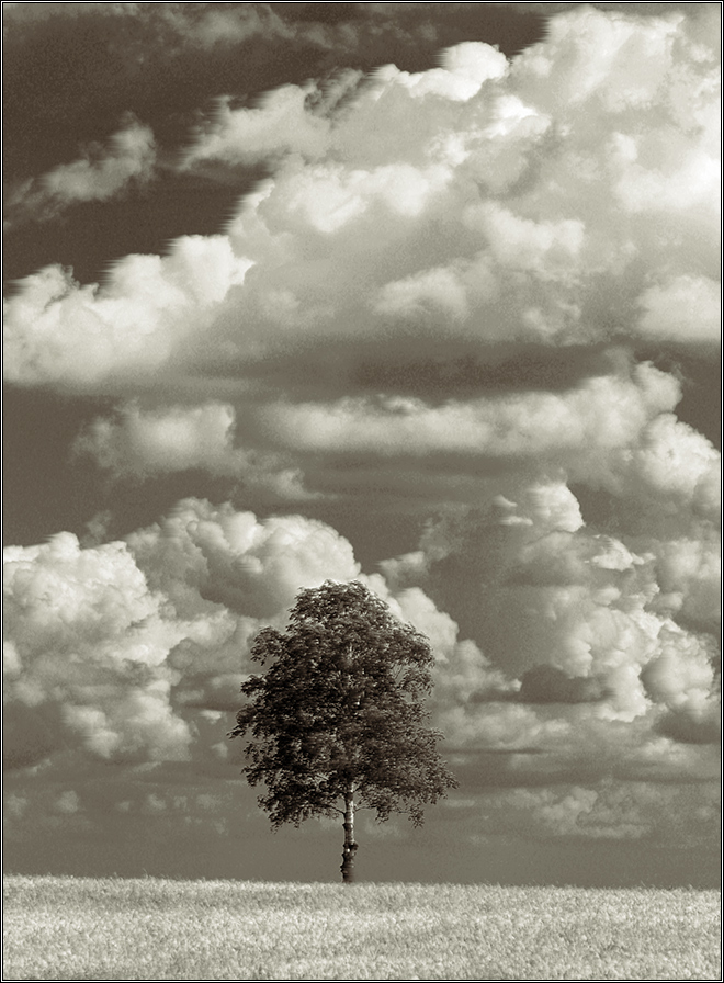 Про березку