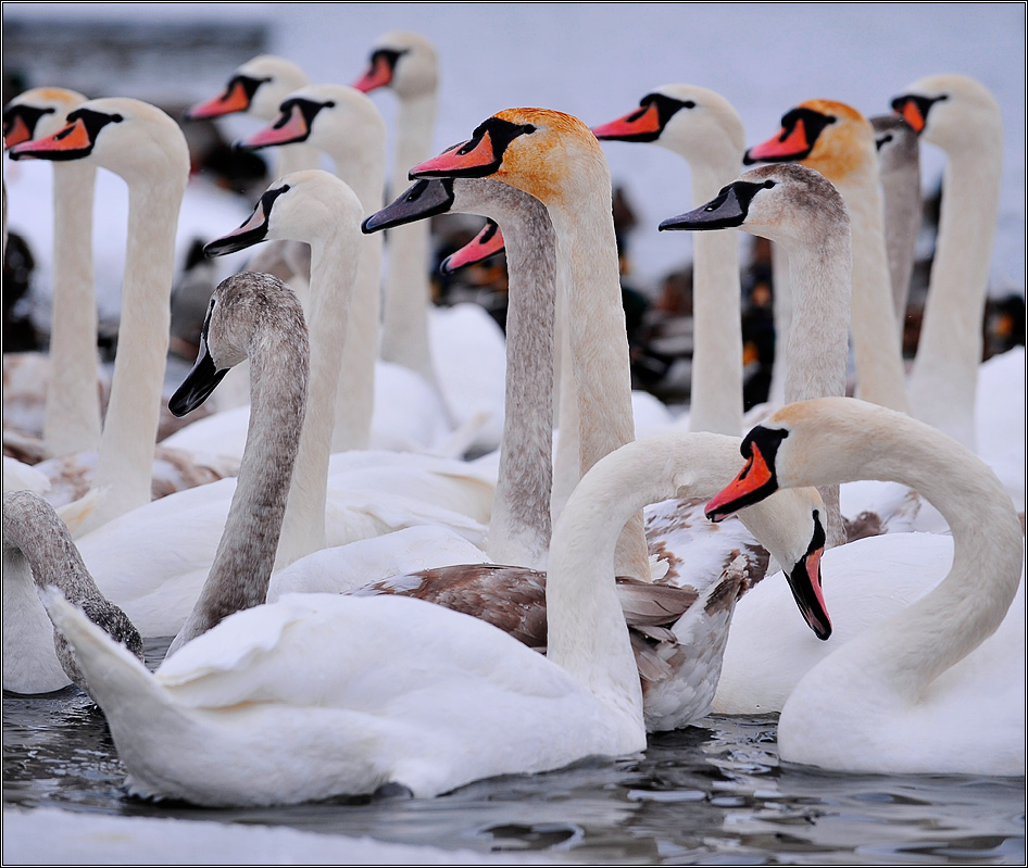 Ритм живой природы