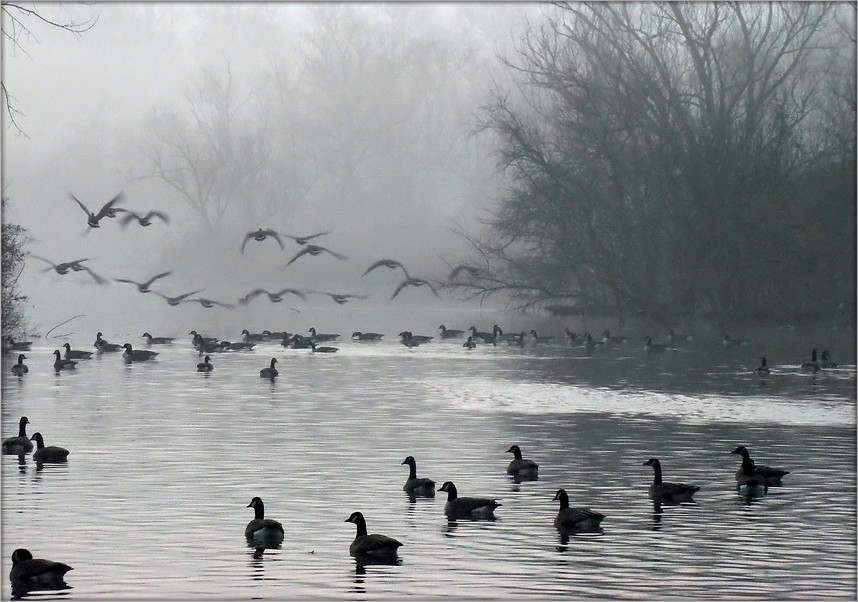 гусіная рань
