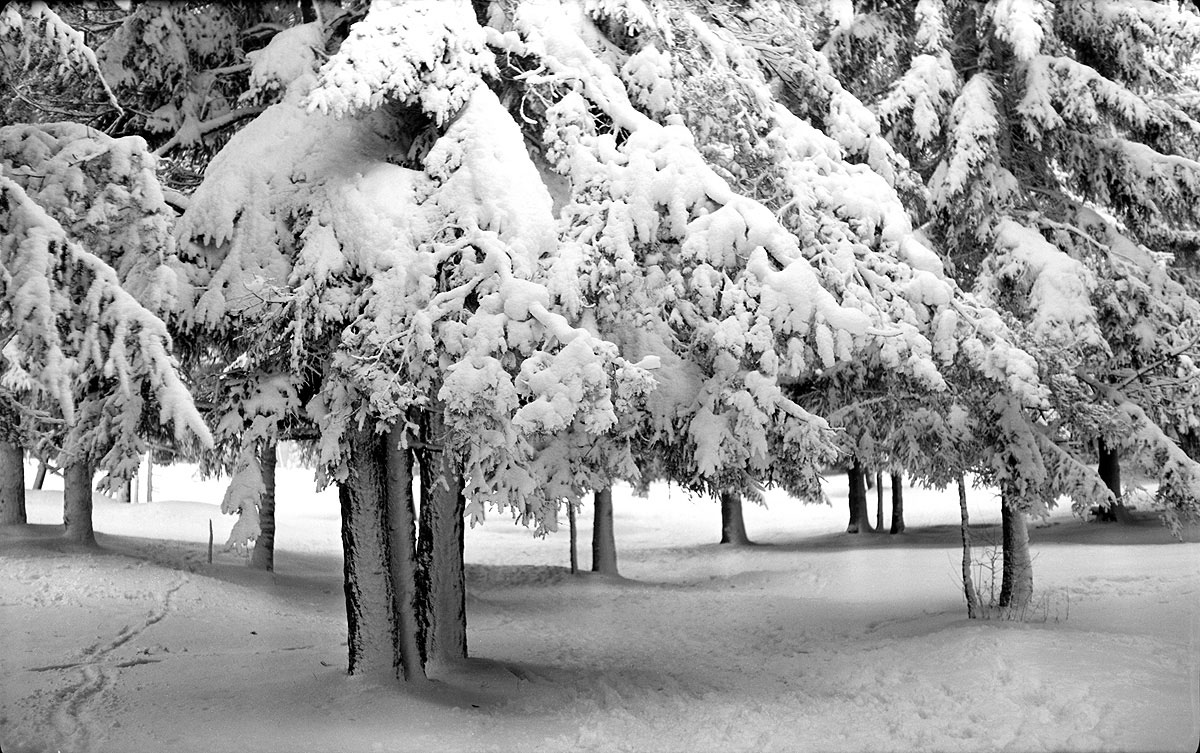 Из фотоархива. Ели в снегу. 1990-е гг.