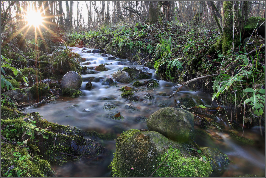 лесной ручей на закате дня (РЕПОСТ)