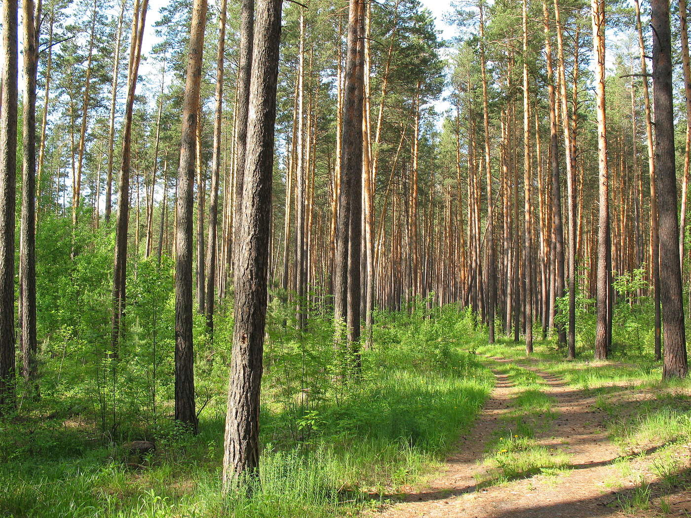 Пятничные тропинки