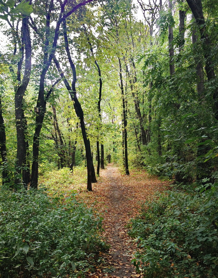 Пятничные тропинки