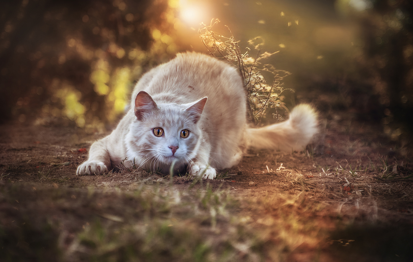 Игра с лучом..