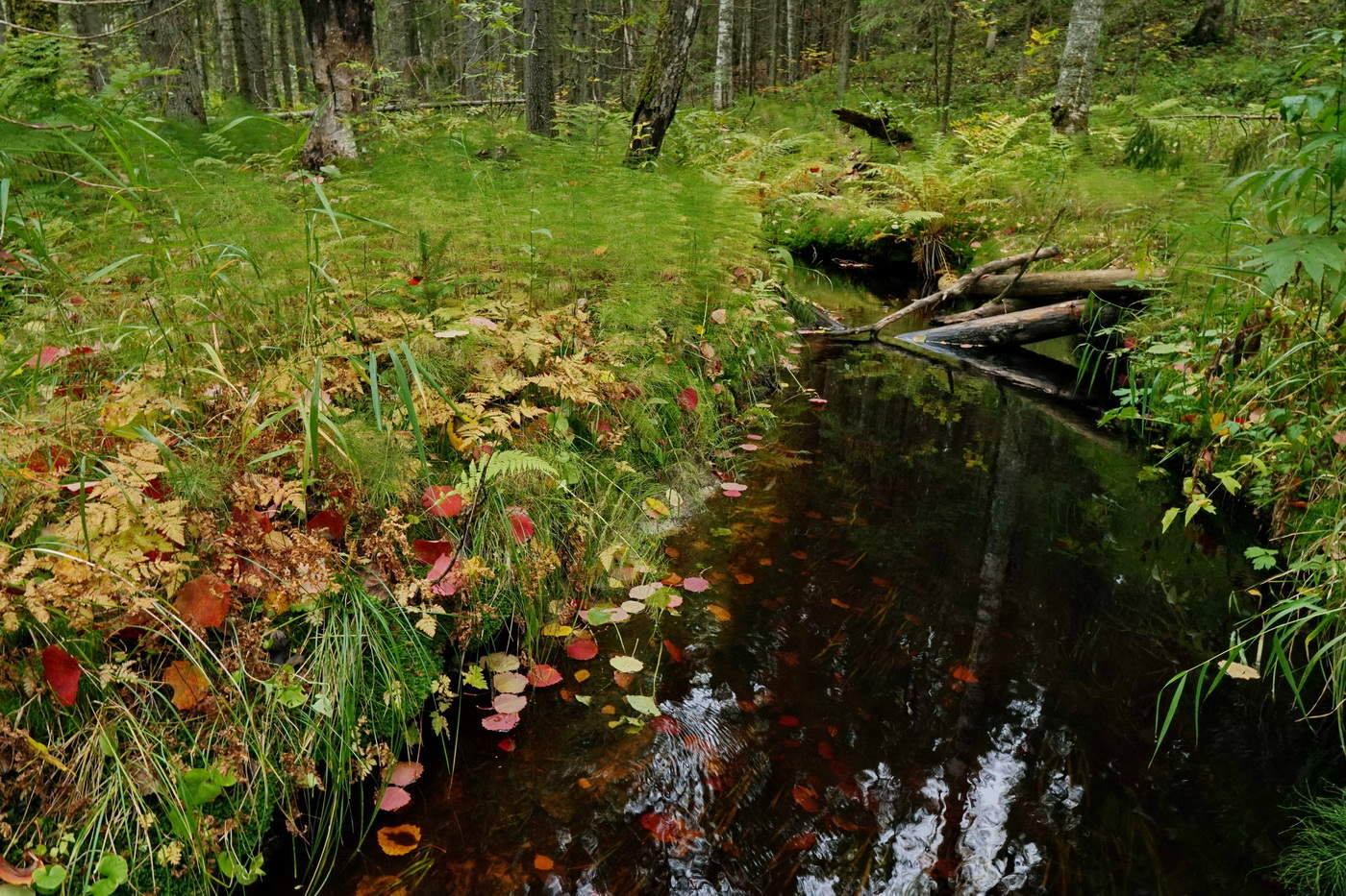 В русле ручья.