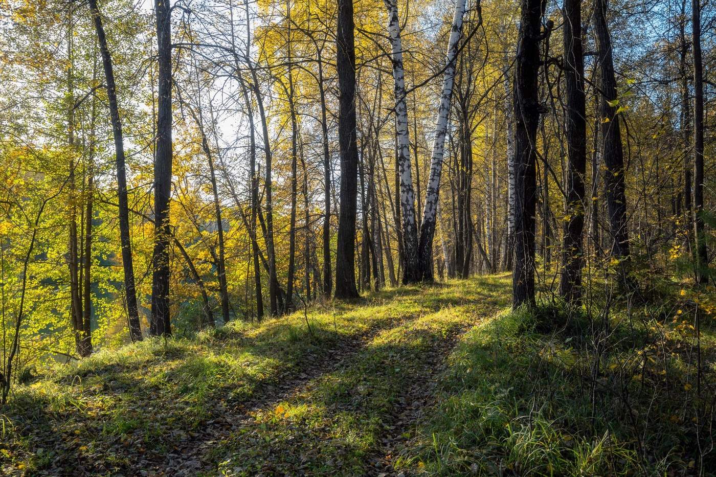 Пятничные тропинки