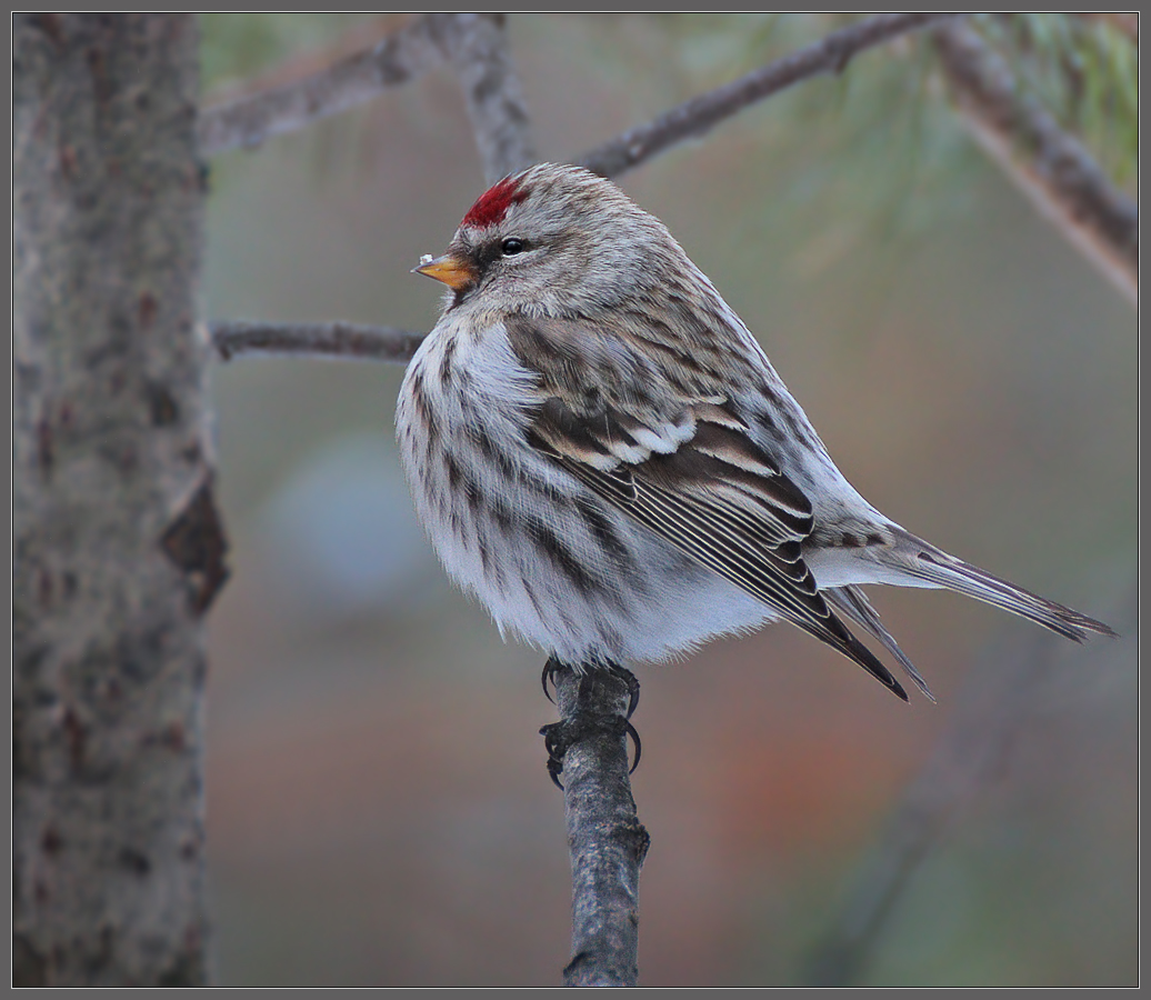 Вестница весны