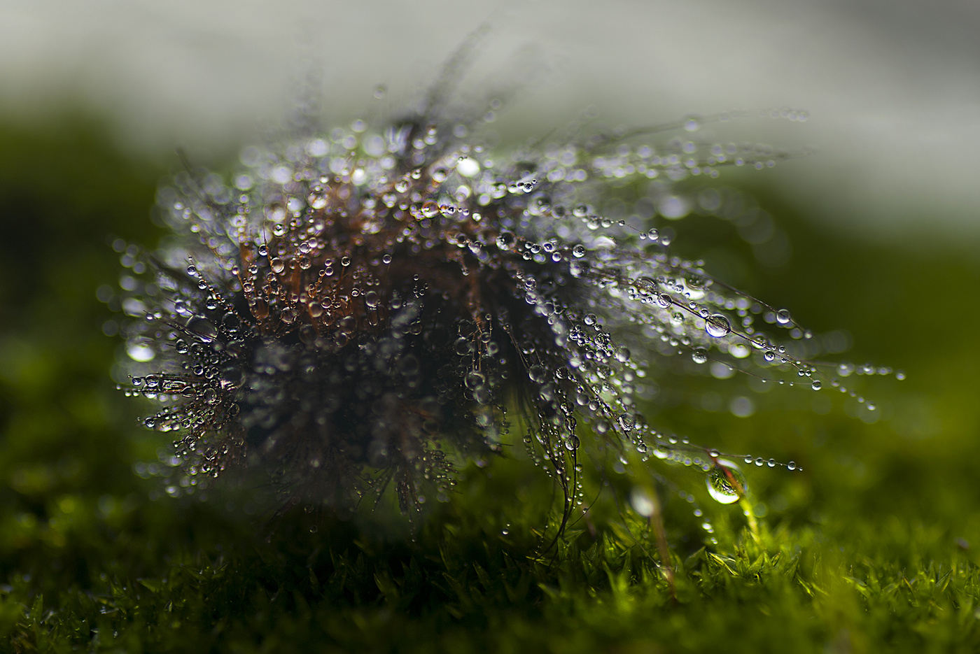 Ёжик из тумана