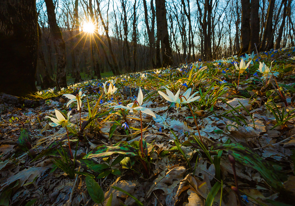 Цветы, как бабочки