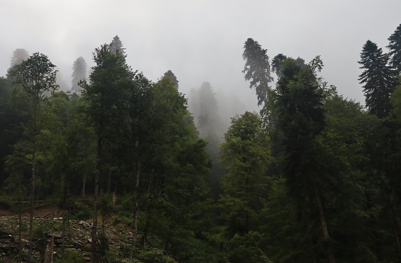 Сквозь бурелом