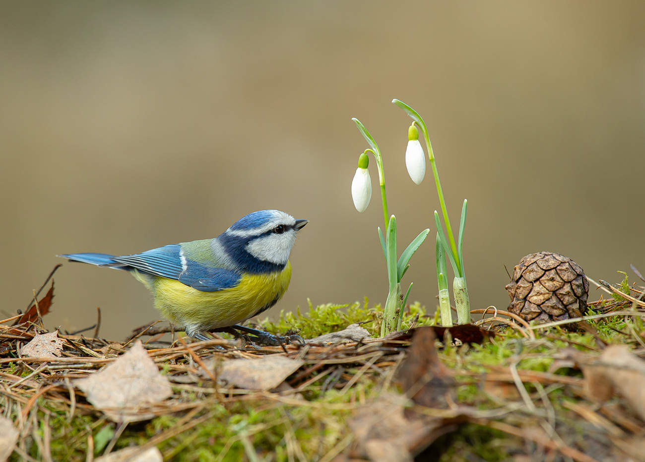 Февраль в Подмосковье.
