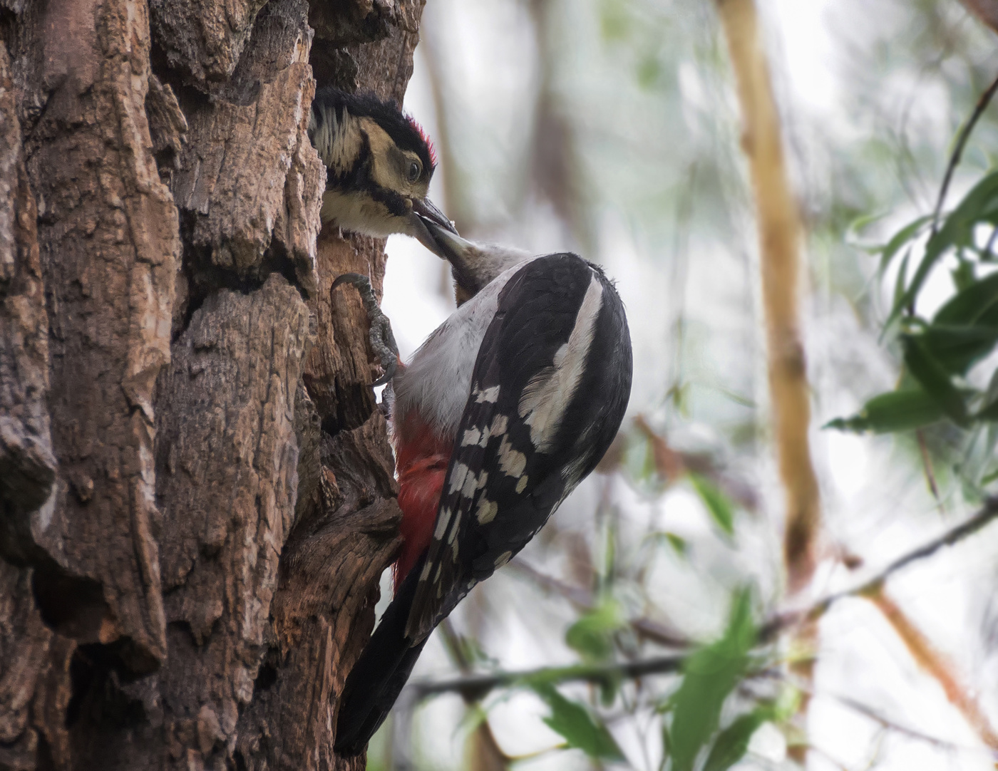 Большой пёстрый дятел ... кормление птенца.