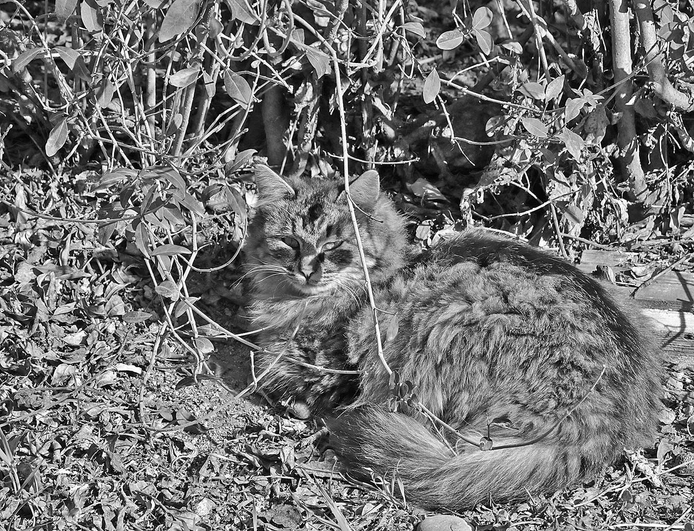 Мастер маскировки