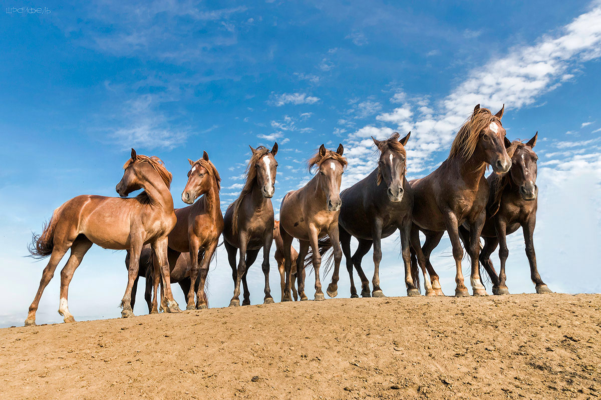 Грация диких коней