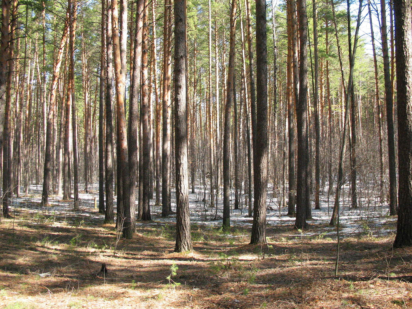 Прощальный аккорд зимы