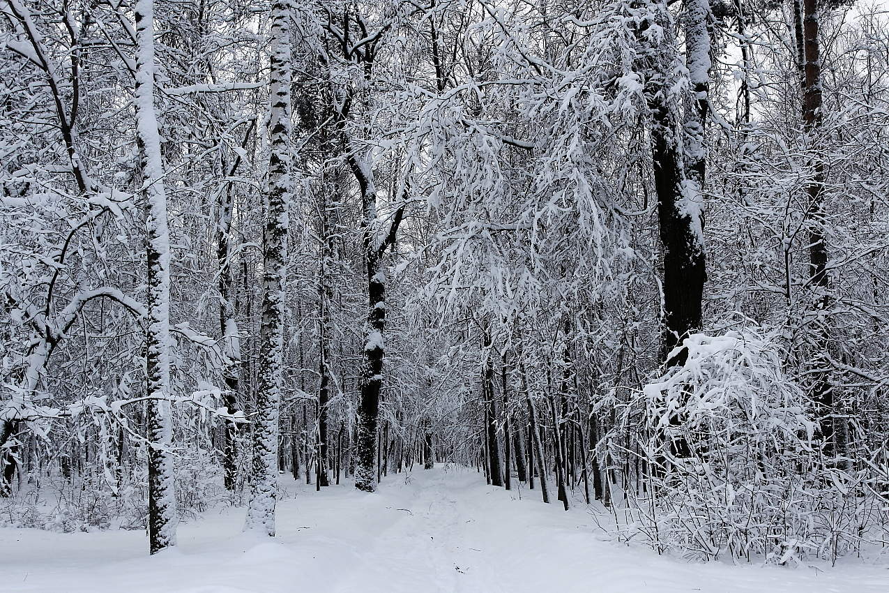 Прощальный аккорд зимы