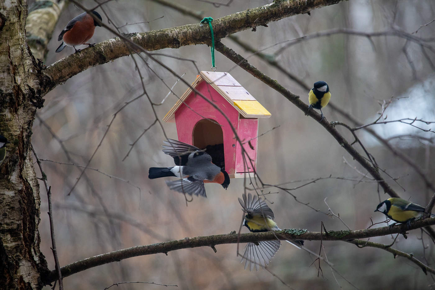 Прощальный аккорд зимы