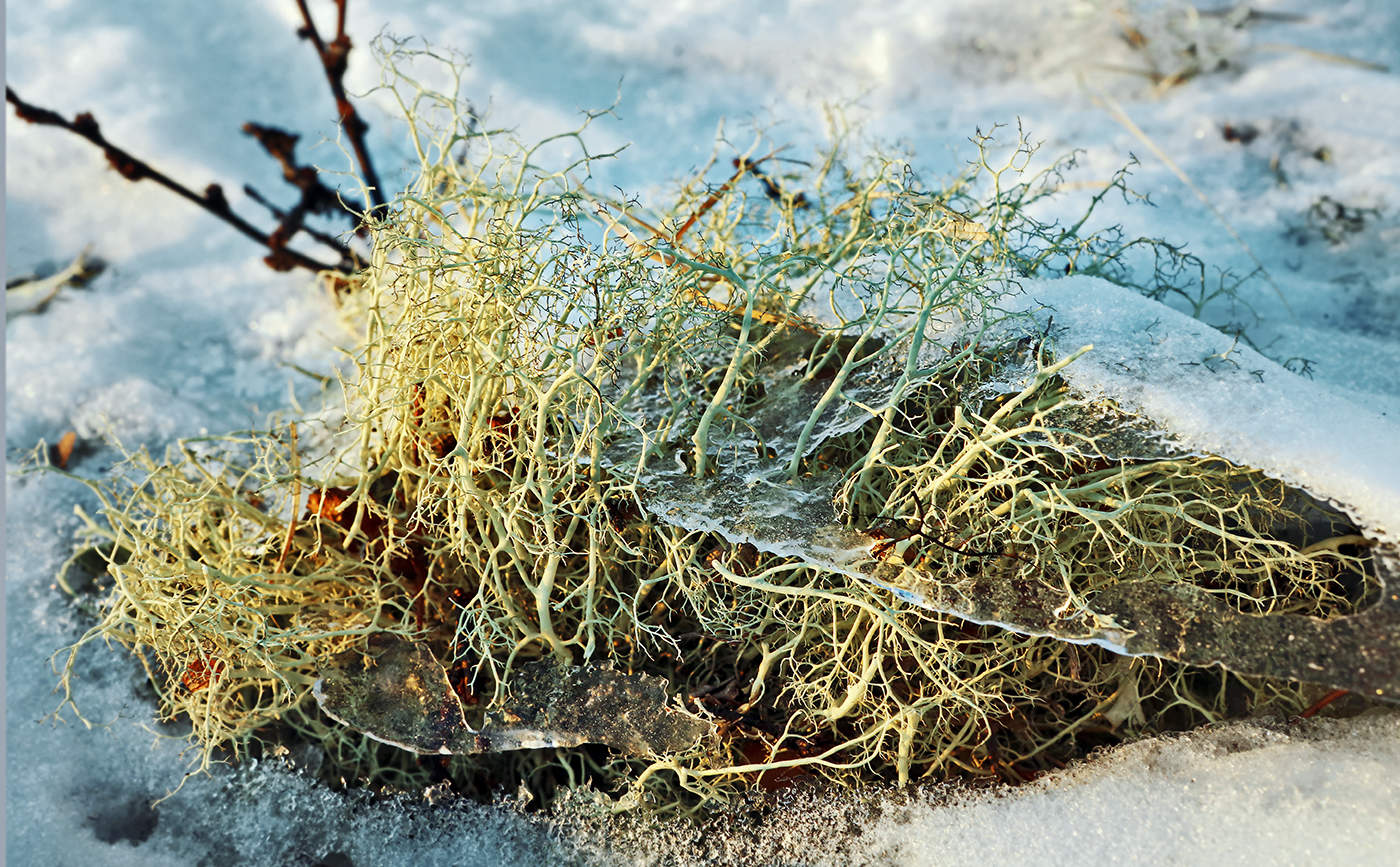 Прощальный аккорд зимы