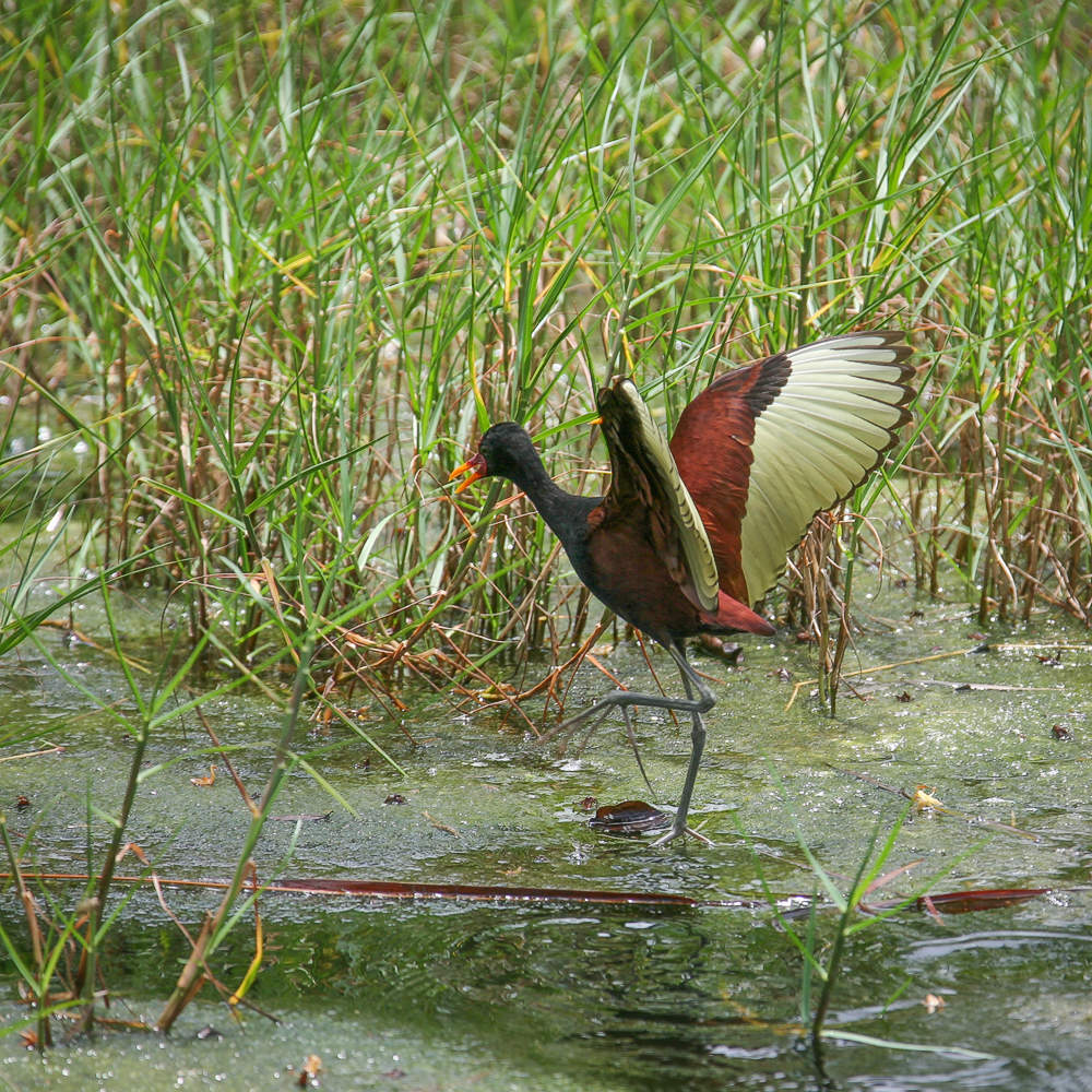 Вот такая я Якана