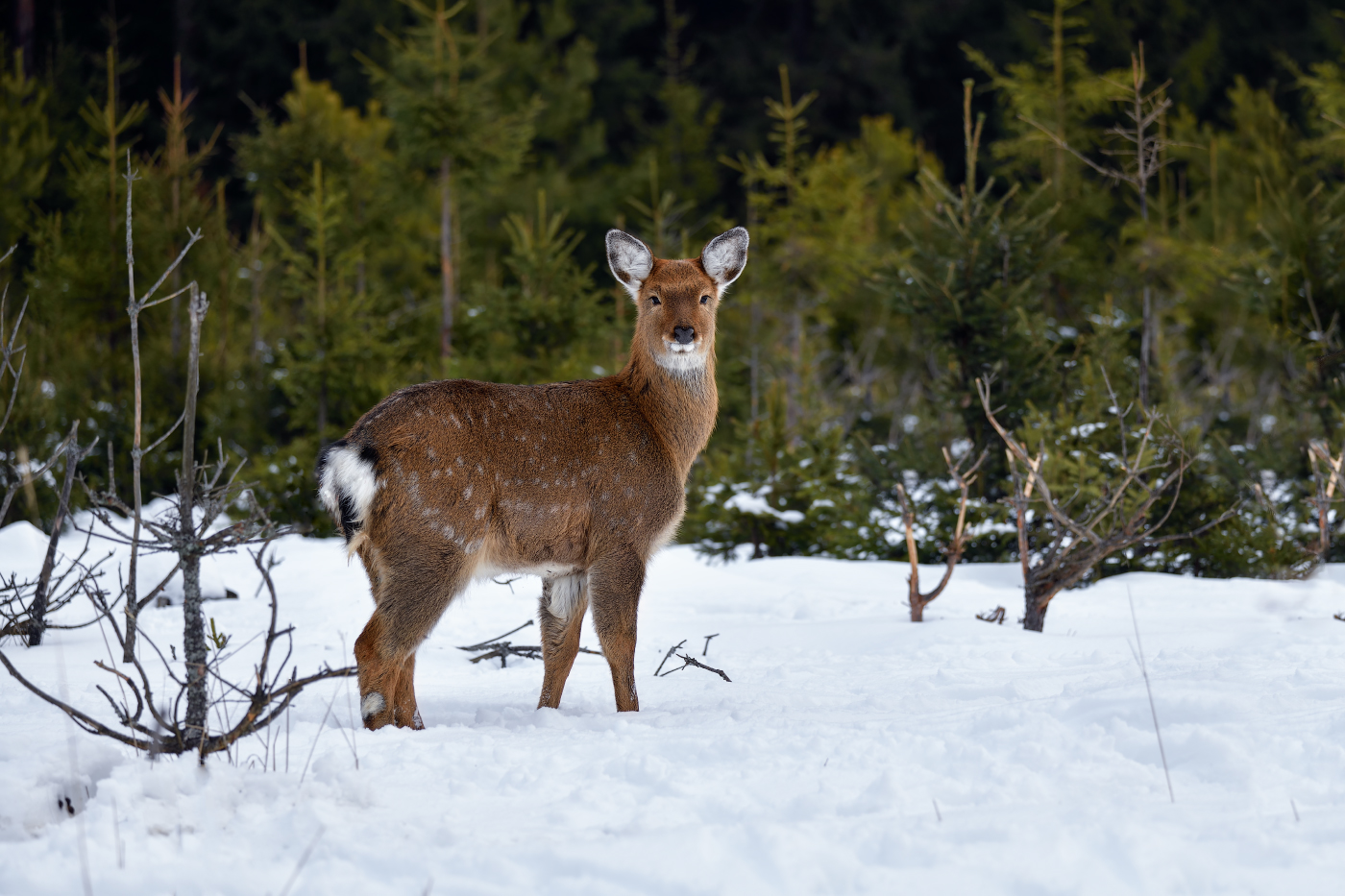 снимай же, а то убегу!