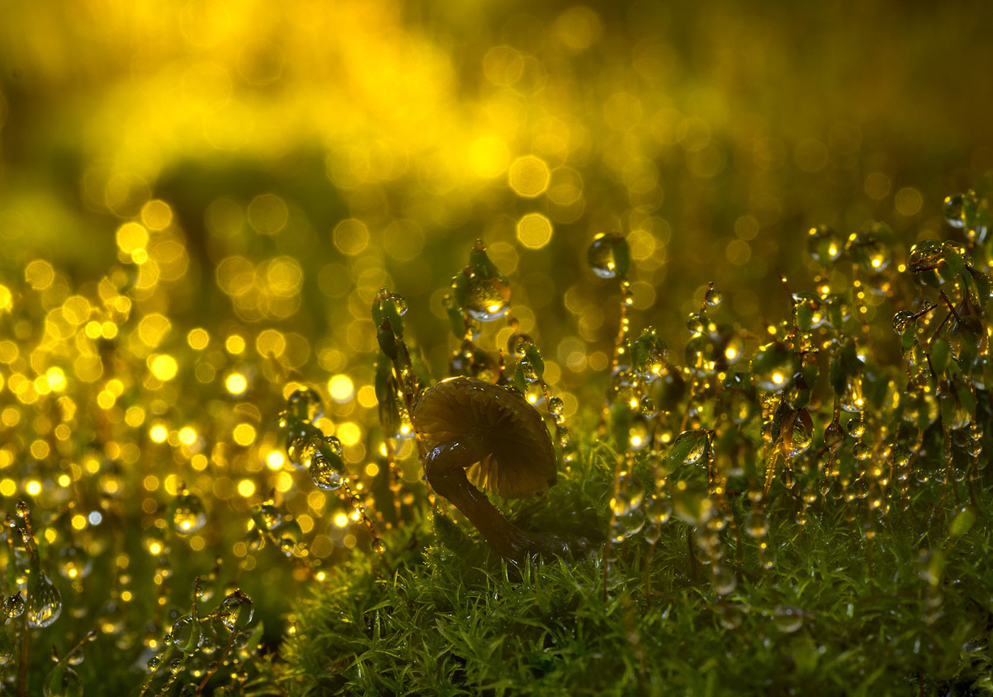 Воображение