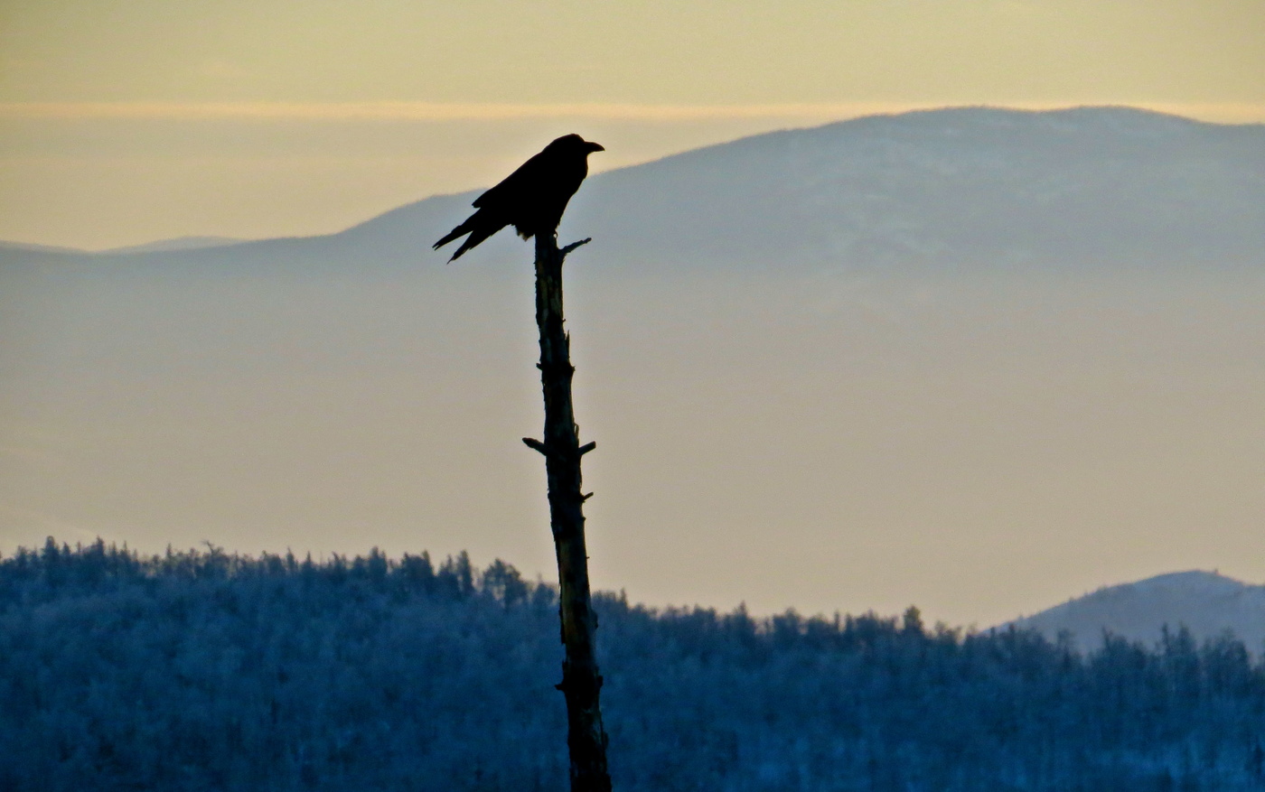Высоко сижу — далеко гляжу!