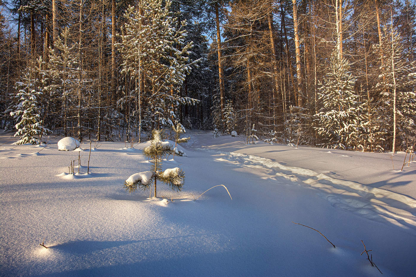 Вечерний свет