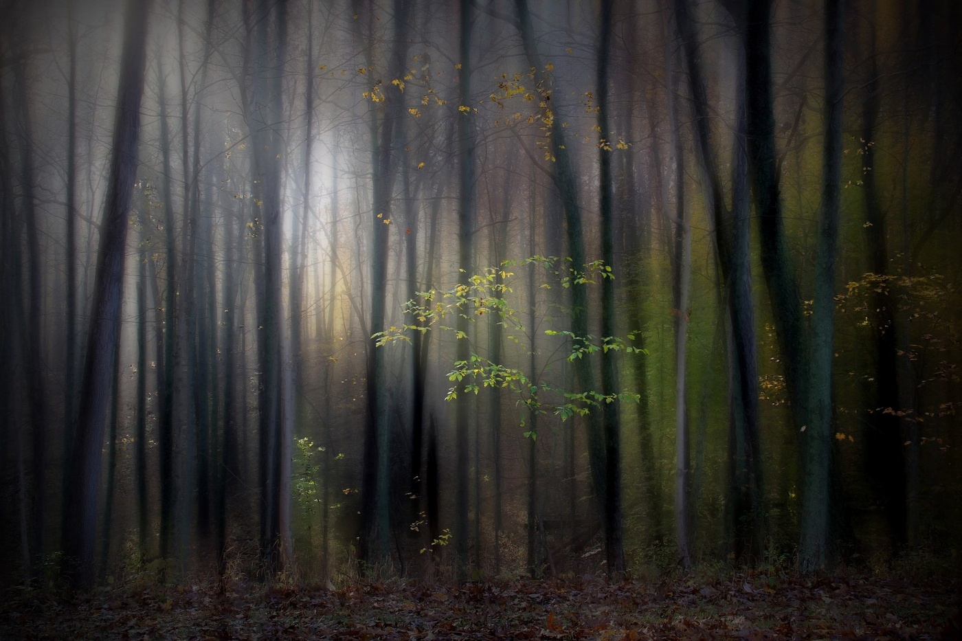 Лесные грезы