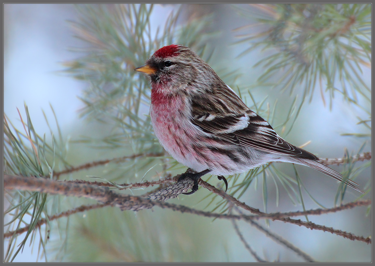 Муж чечетки