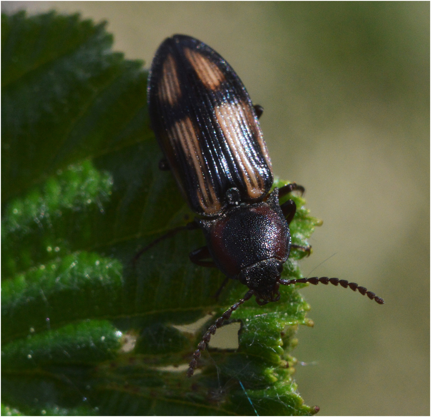 Крестоносец.