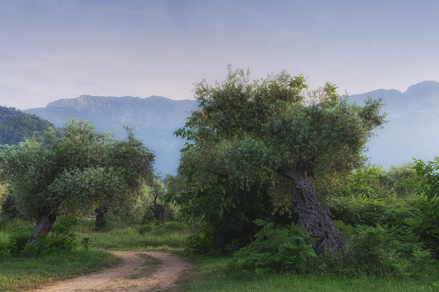 Вечер в оливковой роще