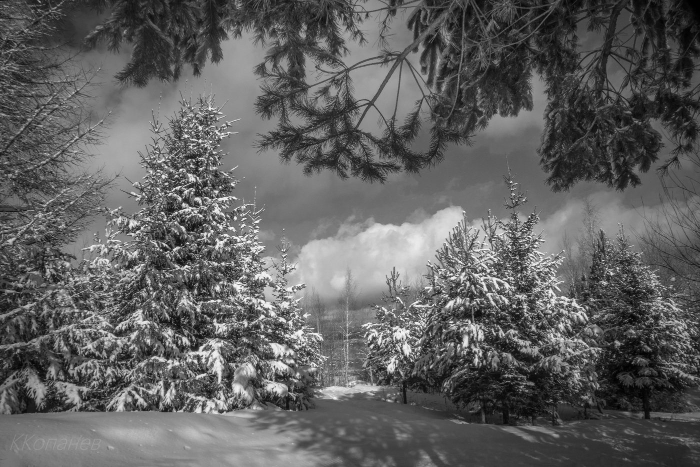 Под старой елью