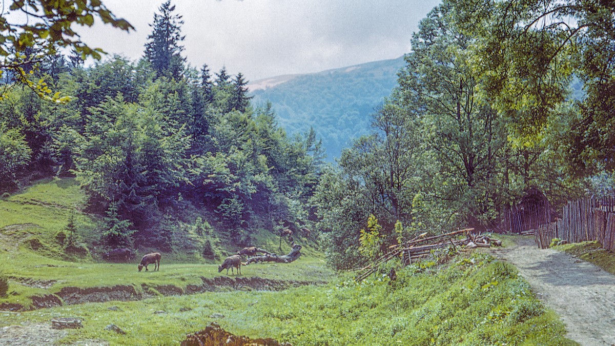 Карпатская зарисовка.