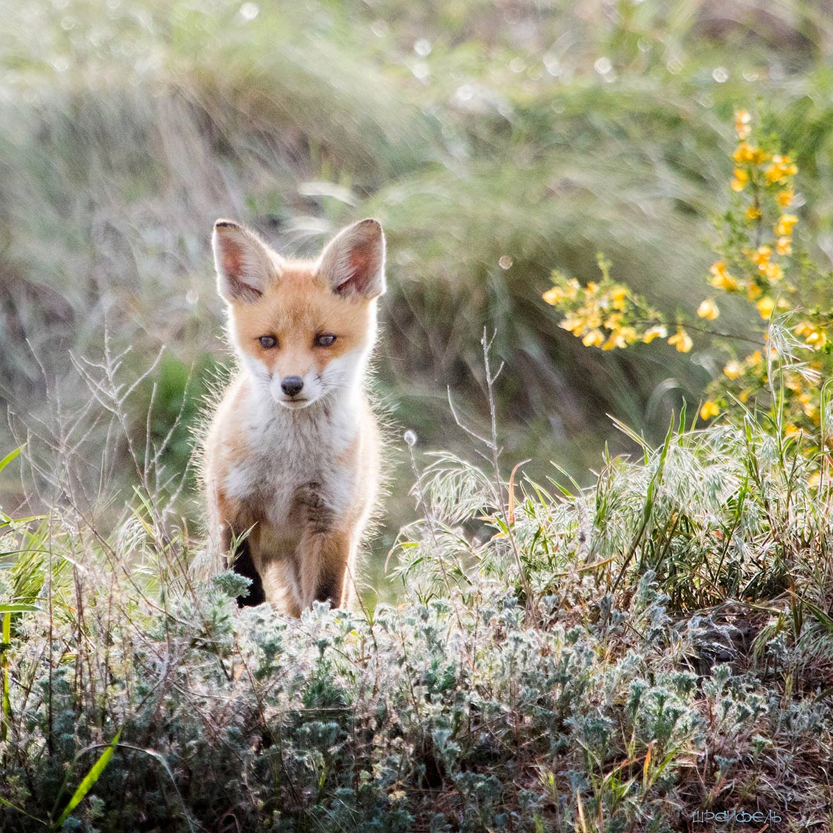 Солнечный рыжик