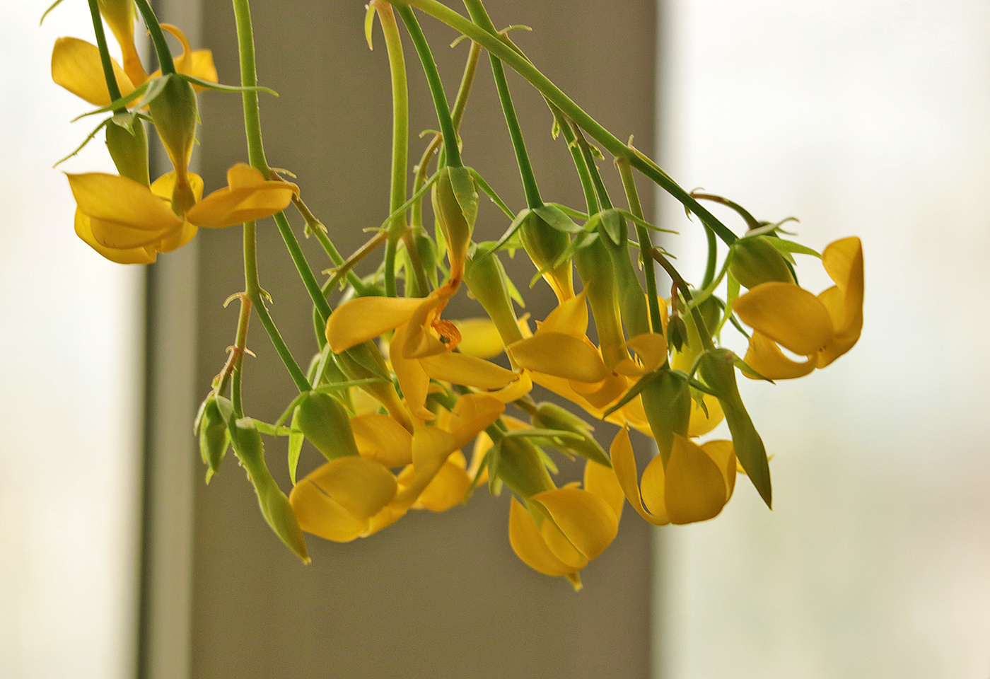 Цветут "оленьи рога"