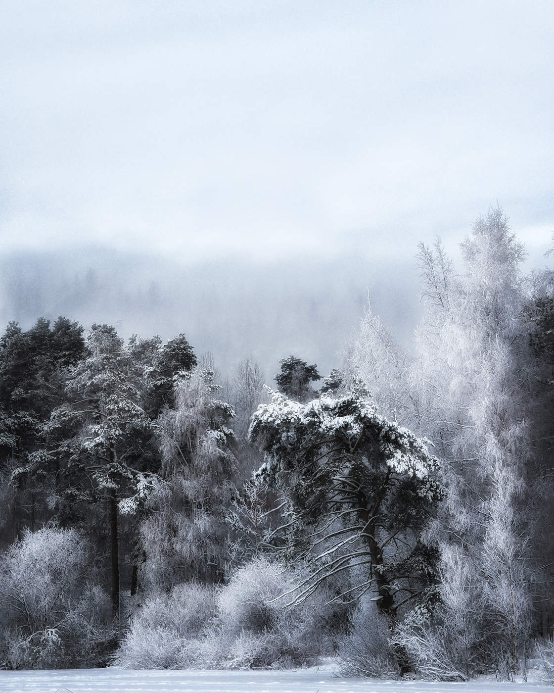 Дремучий....