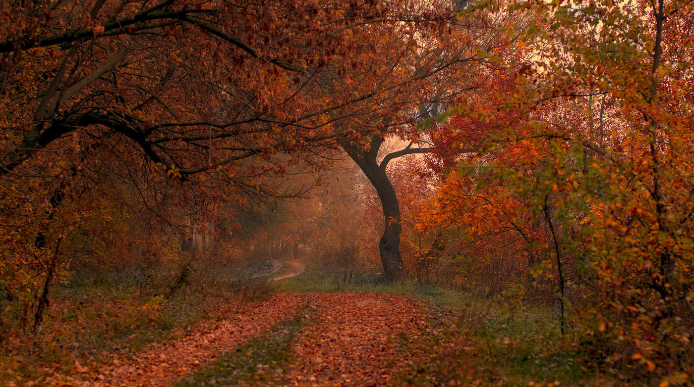 Осень с туманом