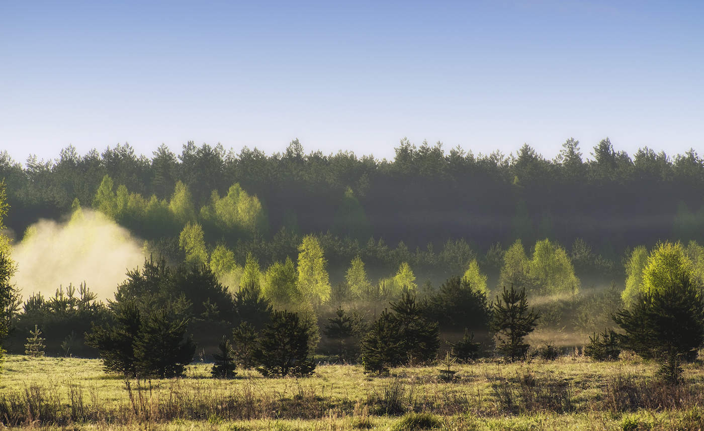 Лесной туман