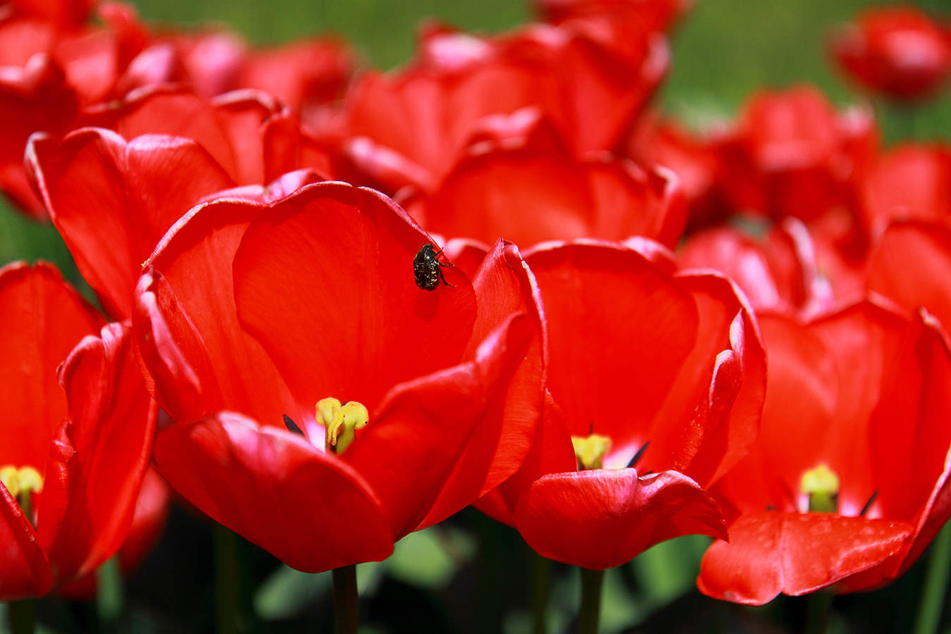 С Праздником, дорогие женщины и девушки!!