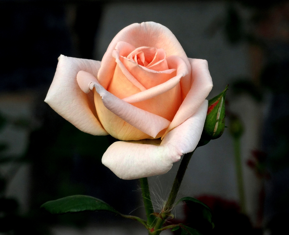 С праздником 8 Марта дорогие женщины!