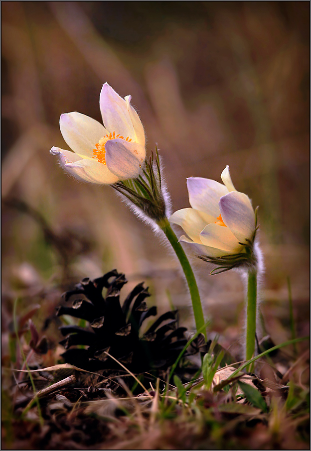 С Женским днем!!!