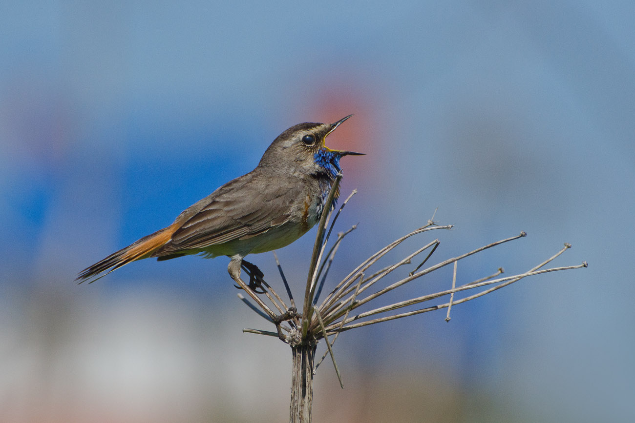 Певец весны