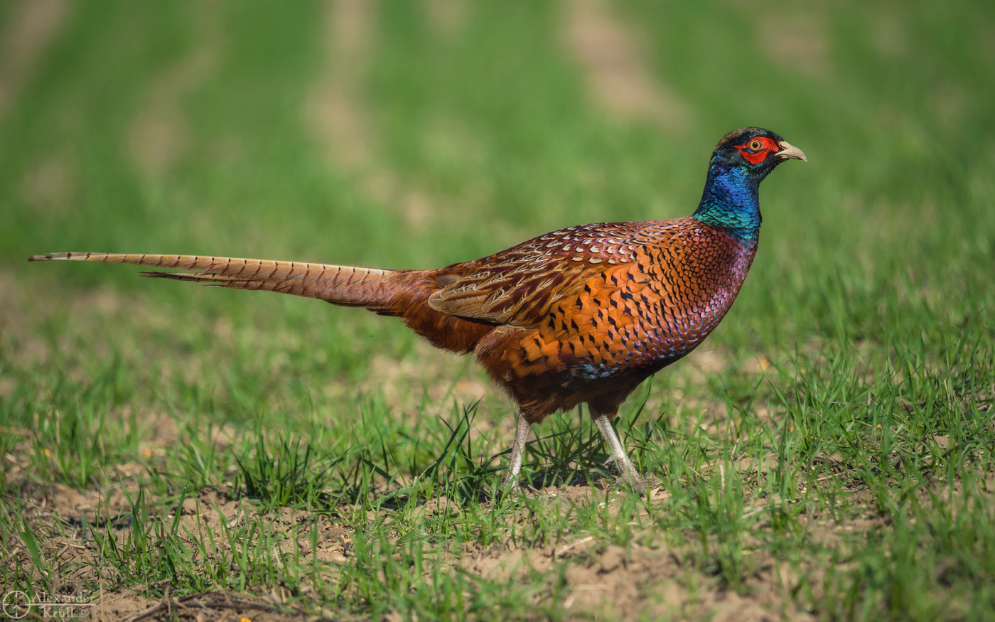 Фазаны-пижоны...