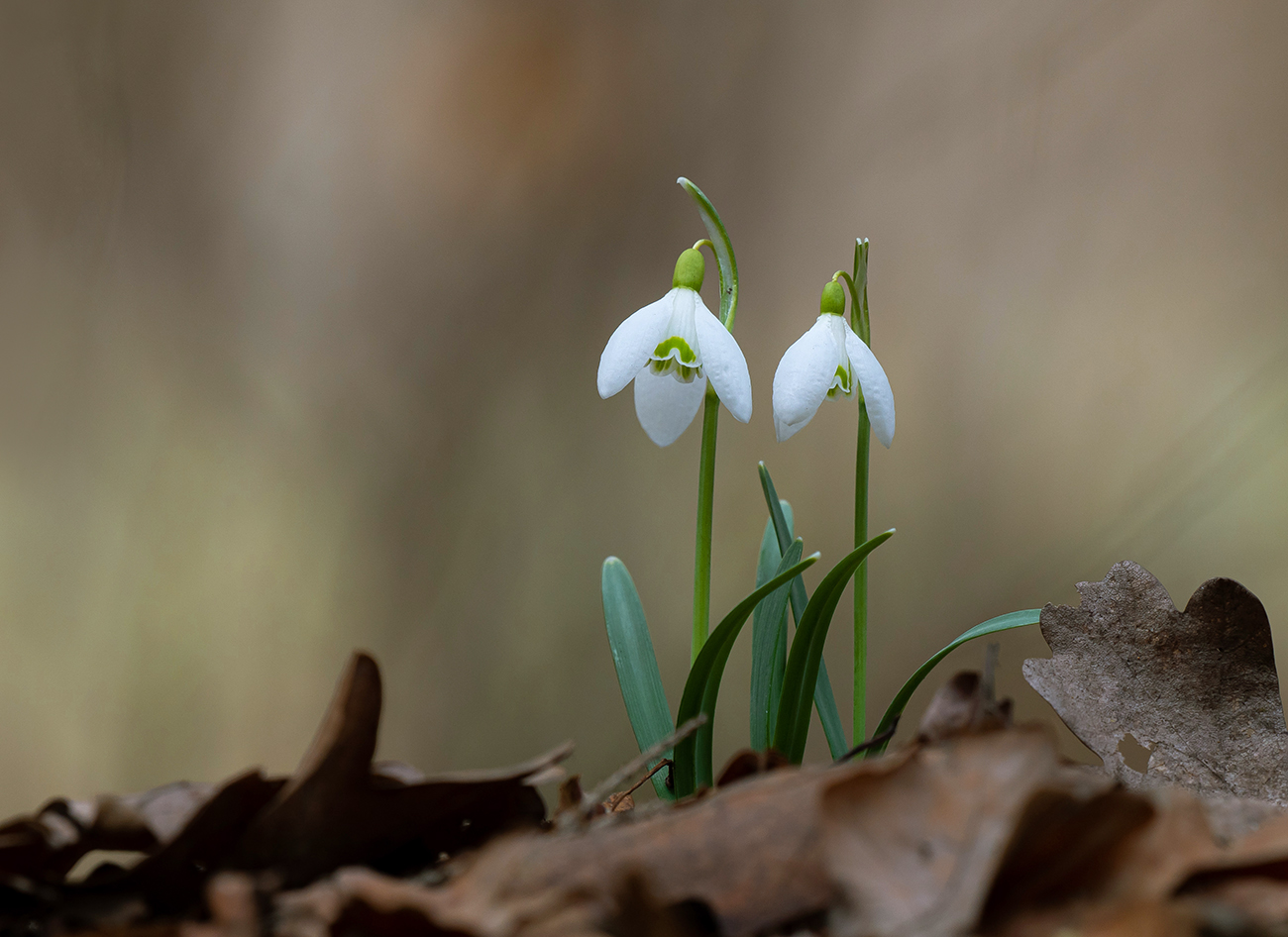 С праздником милые дамы